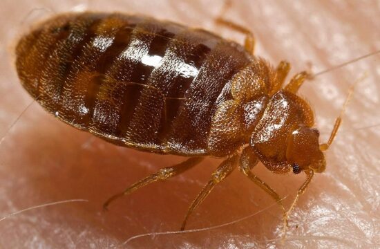 унищожаване на дървеници